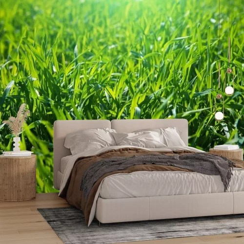 Fototapete Gras mit Tautropfen am Morgen