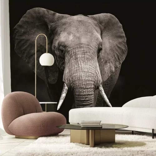 Fototapete Elefantenkopf