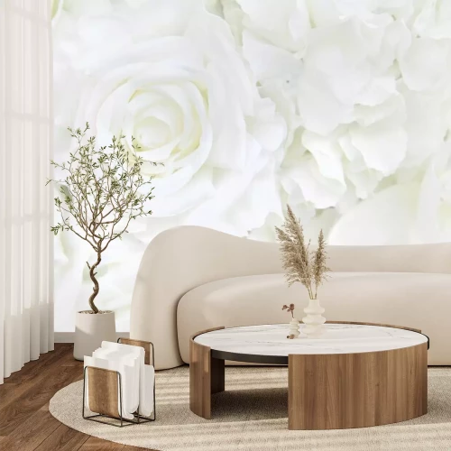 Fototapete Blumenhintergrund der weißen Rose