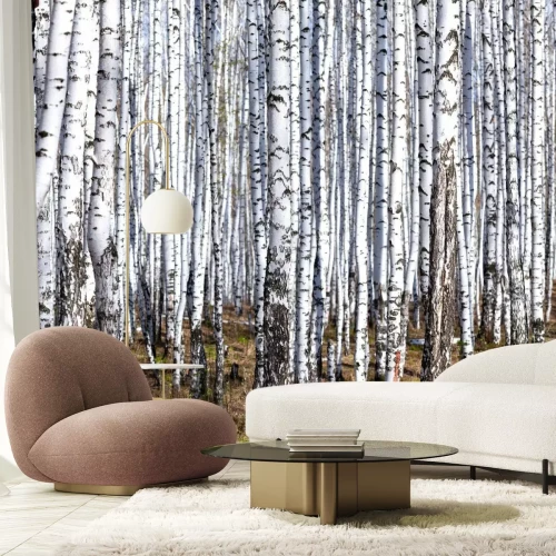 Fototapete Birkenwald im Frühling