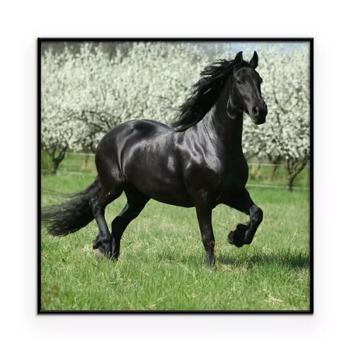 Poster Ein schwarzes Pferd im Gras, im Hintergrund blühende Bäume.