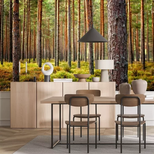 Fototapete Beautiful Latvian forest landscape in autumn colors.  Amazing sea side Pine tree forests with fresh and soft moss ground.