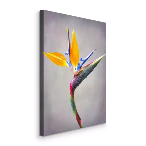 Bild Orangefarbene Strelitzia-Blume auf grauem Hintergrund