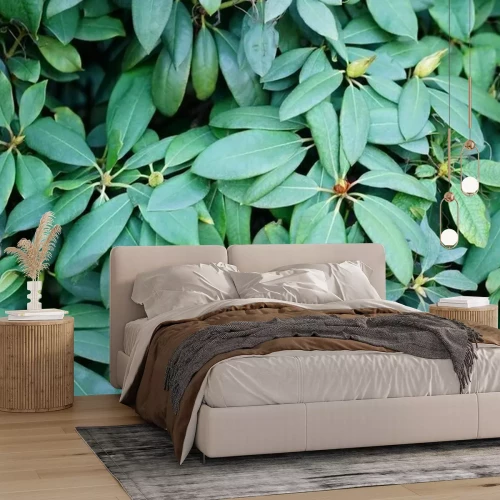 Fototapete Blätter am Strauch