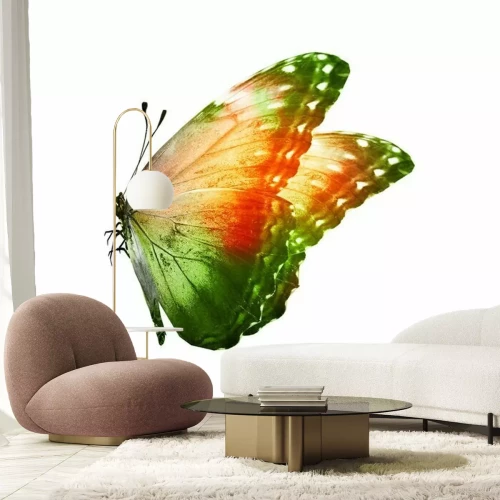 Sticker Color butterfly , isolated on white background