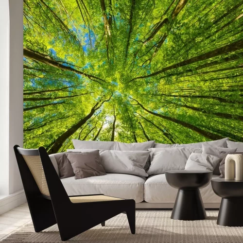 Fototapete Grüne Baumkronen vor dem Himmel