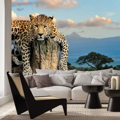 Fototapete Gepard auf einem Baum