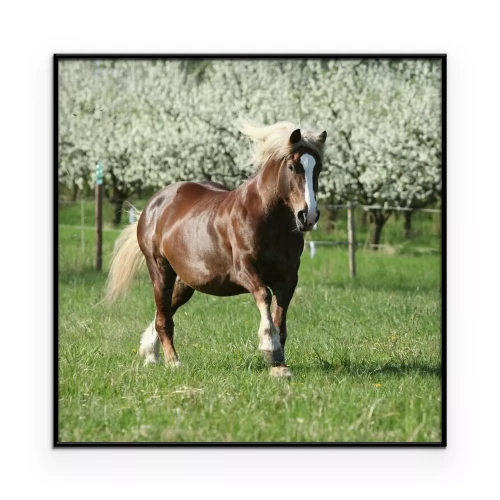 Poster Im Hintergrund ein braunes Pferd und ein blühender Obstgarten