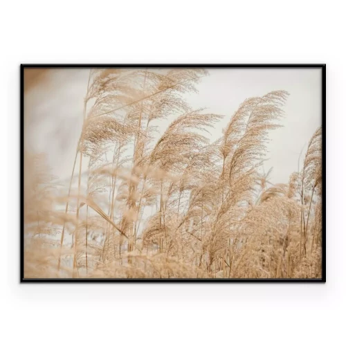 Poster Beige Ziergräser wiegen sich im Wind