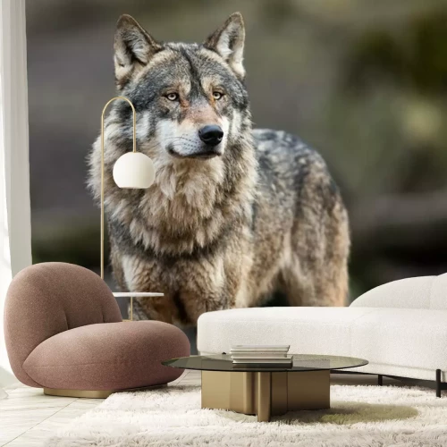 Fototapete Grauer Wolf im Wald Porträt