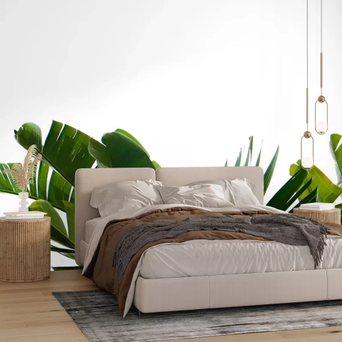 Sticker Group of big green banana leaves of exotic palm tree in sunshine on white background. Tropical plant foliage with visible texture. Pollution free symbol. Close up, copy space.