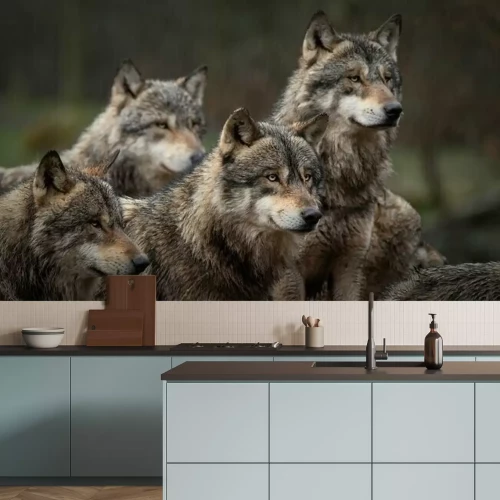 Fototapete Graue Wölfe im Rudel