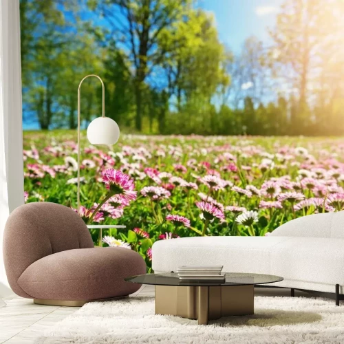 Fototapete Frühlingsgänseblümchen an einem sonnigen Tag