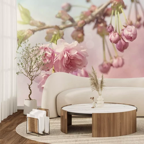 Fototapete Rosa Kirschblüten