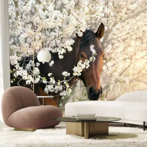 Fototapete Bay stallion portrait on spring blossom tree