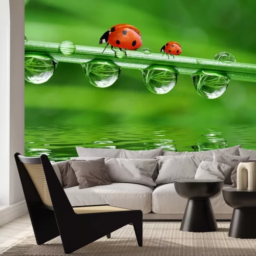 Sticker Tiere Wald Marienkäfer auf dem Gras laufend