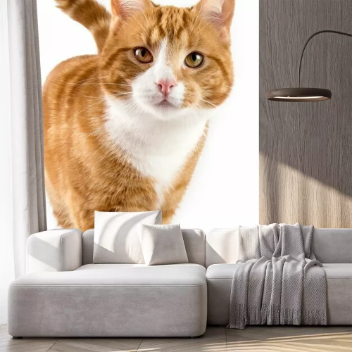 Fototapete Annäherung an rote Katze