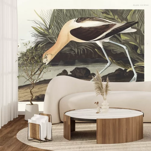 Fototapete Amerikanischer Säbelschnäbler