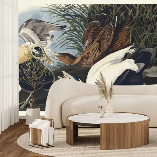 Fototapete Eiderente