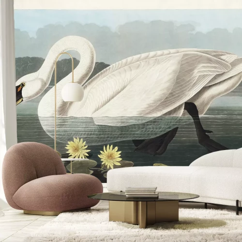 Fototapete Höckerschwan