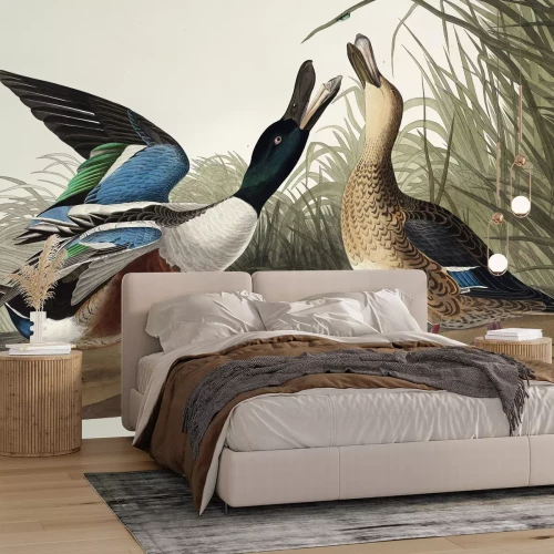 Fototapete Löffelente