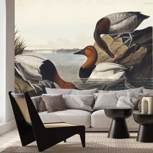 Fototapete Thalassornis leuconotus