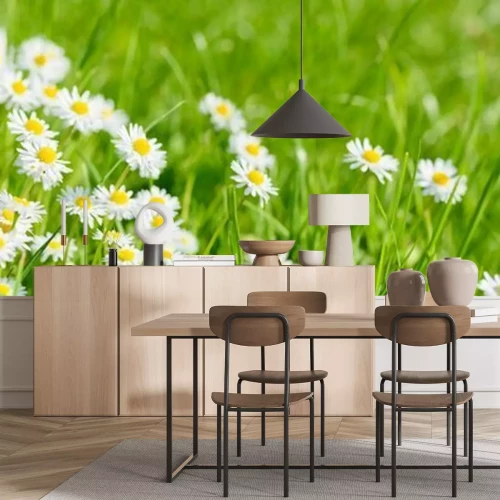 Fototapete Gänseblümchen in grünem Gras