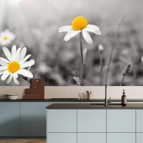 Fototapete Schwarz-Weiße Gänseblümchen mit gelbem Akzent