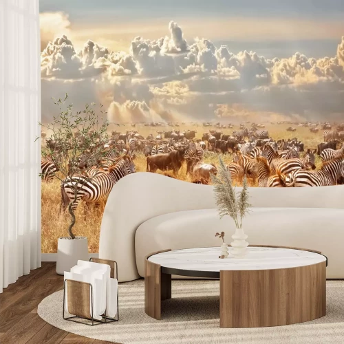 Fototapete Zebras in der Herde bei Sonnenuntergang