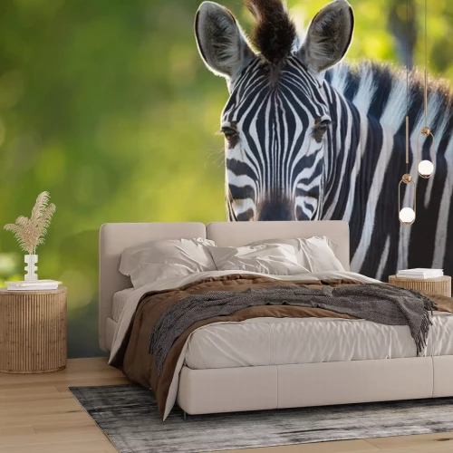 Fototapete Liebliches Zebra im Grünen