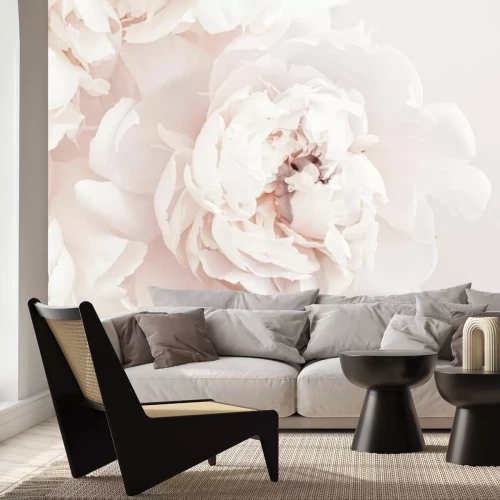 Fototapete Pfingstrosen in Pastellfarben