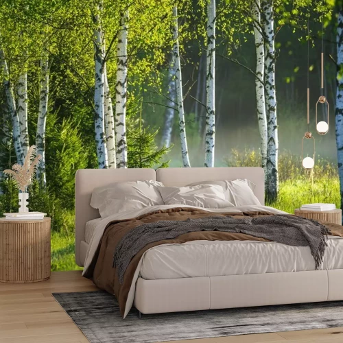 Fototapete Spring in the birch grove