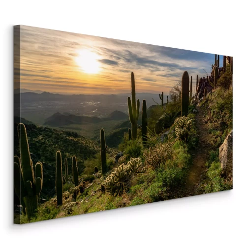 Bild Wüstenvegetation Landschaft bei Sonnenaufgang