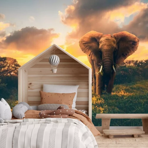 Fototapete Elefant bei Sonnenuntergang