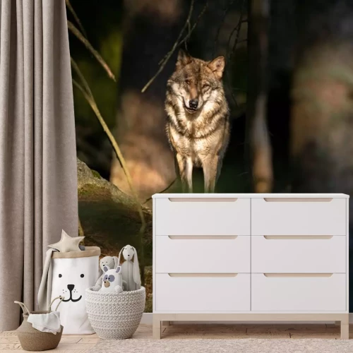 Fototapete Wolf im Sonnenschein