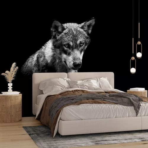 Fototapete Porträt eines Wolfes auf schwarzem Hintergrund