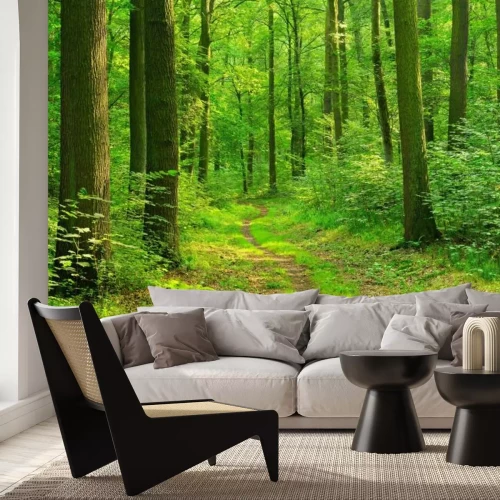 Fototapete Laubwald und Weg