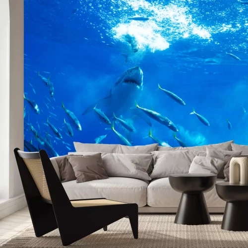 Fototapete Ein Hai jagt einen Fischschwarm