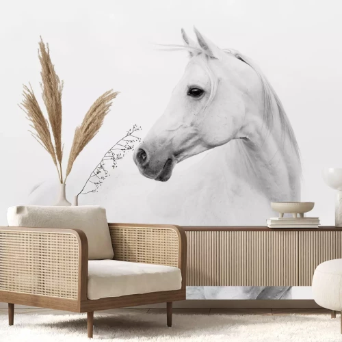 Fototapete Arab horse in high key