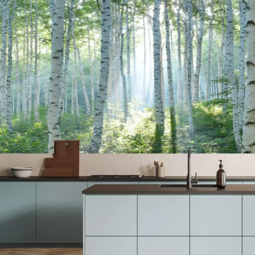 Fototapete White Birch Forest in Summer, Panoramic View