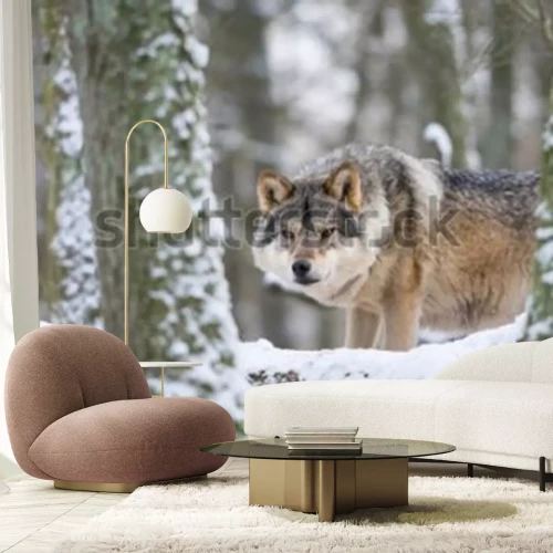 Fototapete European grey wolf