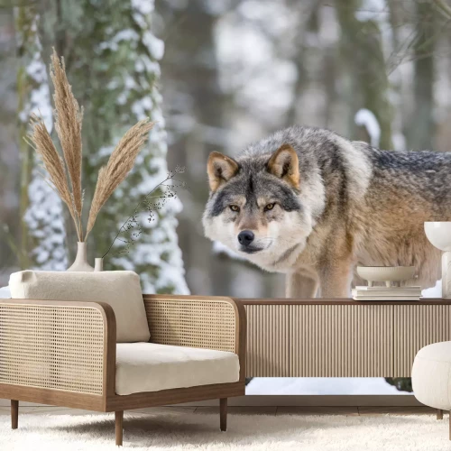 Fototapete European grey wolf
