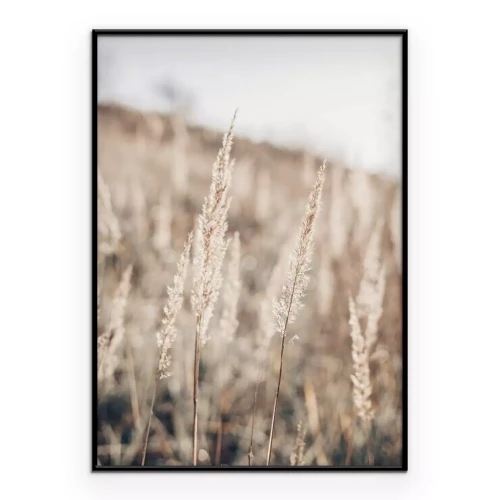 Poster Nahaufnahme von zarten Pampasgrasbüscheln