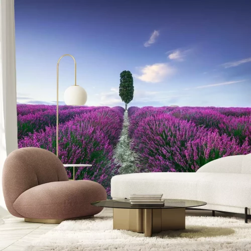 Fototapete Lavendelfeld in der Toskana