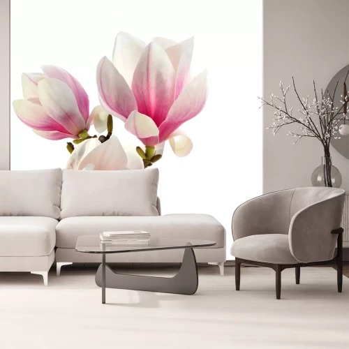 Fototapete Wunderschöne Magnolien auf weißem Hintergrund