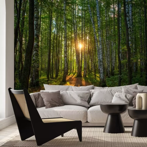 Fototapete A path in a birch grove at dawn, the rising sun in the center