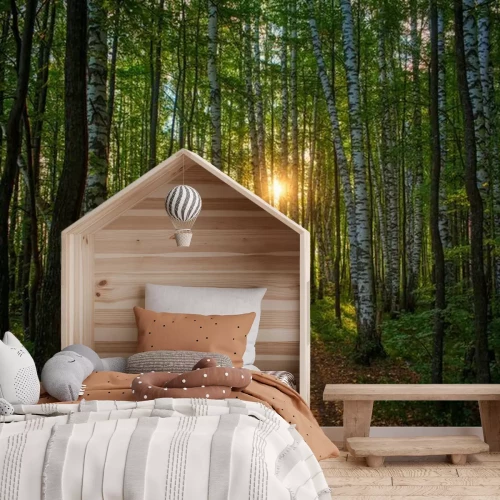 Fototapete A path in a birch grove at dawn, the rising sun in the center