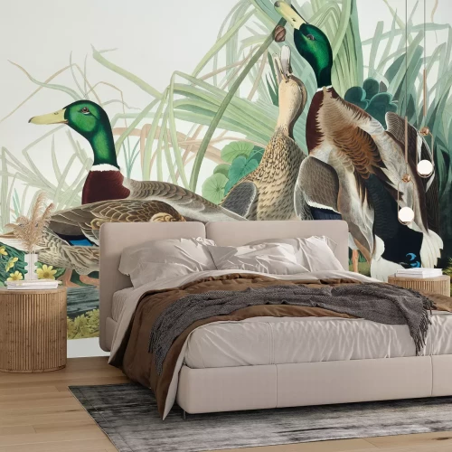 Fototapete Anas platyrhynchos