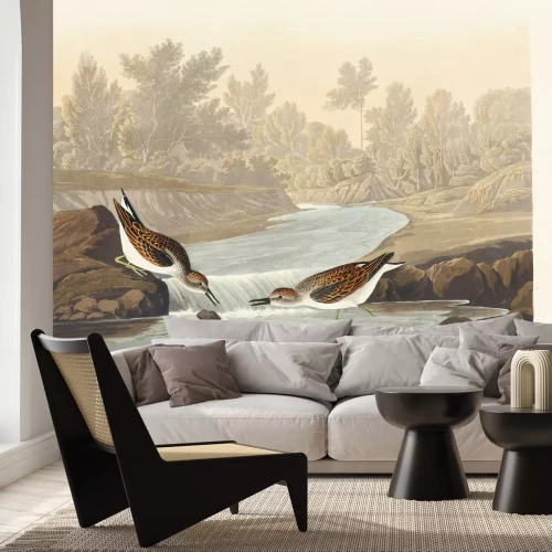 Fototapete Calidris minutilla