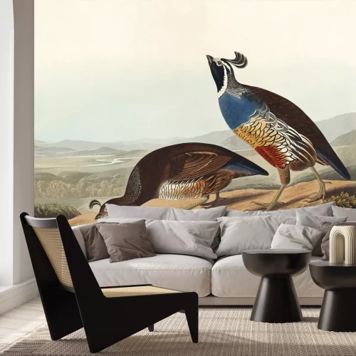 Fototapete Callipepla californica